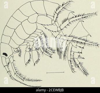 . Bulletin - New York State Museum. Abb. 29 Gammarus fasciatus HÖHERE KRUSTACEA DER NEW YORKER STADT i6i EINE Süßwasserform mit aecessory flageUiiin auf antenniilae, andgnathopoda von mittlerer Größe in beiden Geschlechtern. Diese beiden Punkte reichen aus, um diese Art von dem einzigen anderen Süßwasser-Amphipod, Allorchestes dentata, zu unterscheiden.Darüber hinaus sind die letzten drei Abdomen mit medianen und lateralen Spindenfaszien bewaffnet, und die terminalen Uropodasind lang und mit Haaren umsäumt. Länge 10-15 mm. Farbe weißmit grünen Markierungen. Häufig in Süsswasserteichen unter dem Unkraut, und in den Bächen Stockfoto