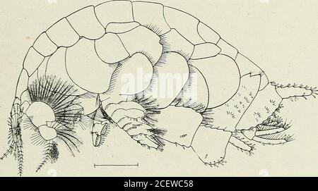 . Bulletin - New York State Museum. Antennen etwas kürzer als Antennen und mit einem secondary flagellum. Mandibles mit einem Handtappen. Gnathopoda vergleichsweise klein und schwach, in der Regel unvollkommen subcheliform. POS- HÖHERE CRUSTACEA VON NEW YORK CITY 157 terior pereiopoda mehr oder weniger unähnlich in der Struktur und adaptedfor Graten- in weichen Böden. Uropoda alle biramous, das letzte Paar.^energeal anders als die anderen. Eine Familie, die große Fähigkeiten im Vergraben besitzt; und die Pereiopoda sind entsprechend stark modifiziert. Der eine speciestaken hat wahrscheinlich die extremste Entwicklung in tha Stockfoto