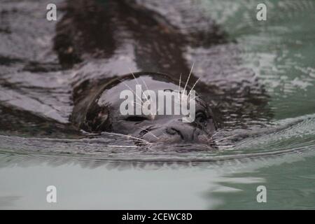 Seehund schwimmend in seinem Gehege im Lincoln Park Zoo, Chicago. Stockfoto