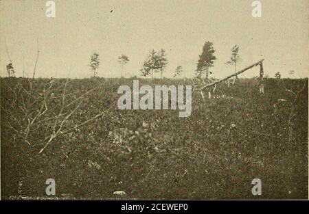 . Jahresbericht der Maine Agricultural Experiment Station. S und spiraeas. Es wird geglaubt, daß durch proper Management diese Länder gebildet werden können, um einen Hand-etwas Profit zu ihren Inhabern zu erbringen und Beschäftigung zu einer großen Zahl Leuten zur Verfügung zu stellen. Zur Zeit sind diese Länder zum größten Teil als öffentliches Eigentum konsiriert, Und unverantwortliche Parteien, erkennen die Tatsache, dass die Heidelbeere Ernte ist mehr reichlich auf Youngbuschsträucher, die nach einem Feuer aufspringen, rücksichtslos brennen über Weste und zerstören wertvolle Wälder für ihren eigenen egoistischen Gewinn. LRE] M m id Agr- Exp. STA- 189S, 170 HORTICULTURAL ST Stockfoto