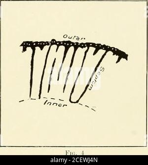 . Britische Antarktisexpedition, 1907-9, unter dem Kommando von E.H. Shackleton : Berichte über die wissenschaftlichen Untersuchungen ; Geologie. Stockfoto