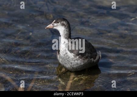Juvenile eurasische Ruß schwimmen Stockfoto