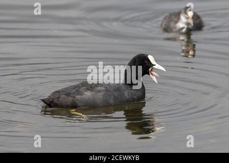 Eurasische Rufen Stockfoto