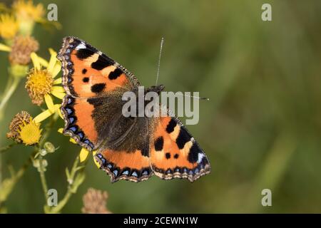 Kleiner Tortoiseshell-Schmetterling auf Ragwort Stockfoto