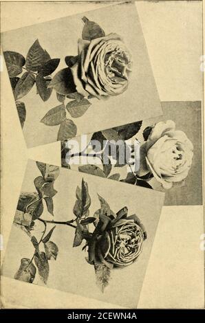 . Katalog von holland Zwiebeln Rosen und Spezialitäten für Herbst Pflanzung, 1900. In Qualität zu einigen der Summervarieties, aber sie kommen zu einer Zeit des Jahres, wenn die anderen nicht zu haben sind, und sind daher nützlich.BLANCHE MOREAU, 7/;^. {Moreaii-Robert, 1880.) Reines Weiß, groß, voll und von vollkommener Form; die Knospen und Blüten in Büscheln produziert und frei mit einem tiefgrünem Moos versehen. Eine wertvolle Sorte.Salet,/r^^ oder vig. {Lacharme, 1S54..) Helle Rose, groß, voll; schön im Knospen. Knospige Pflanzen. KLASSE V. – HYBRID NOISETTE ROSES. (Rosa NoisettiaJia hybrida.) Dies ist eine moderne Gruppe von Conside Stockfoto