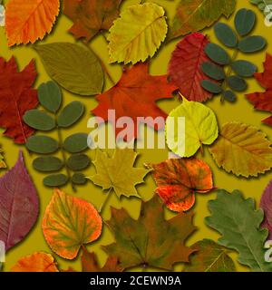 Herbst Blätter nahtlose Muster Hintergrund. Herbstblatt buntes Laub. Schöne helle gelb orange grün rot Natur endlose Textur auf grün khaki Stockfoto