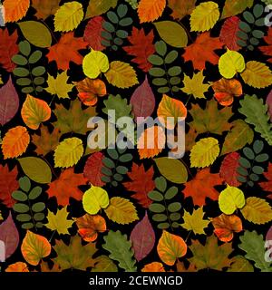 Herbst Blätter nahtlose Muster Hintergrund. Herbstblatt buntes Laub. Schöne helle gelb orange grün rot Natur endlose Textur auf schwarzem Hintergrund Stockfoto