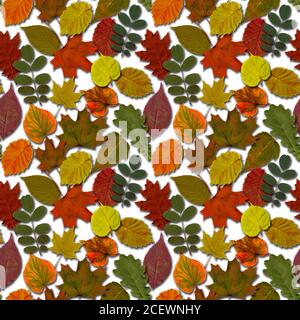 Herbst Blätter nahtlose Muster Hintergrund. Herbstblatt buntes Laub. Schöne helle gelb orange grün rot Natur endlose Textur auf weißem Hintergrund Stockfoto