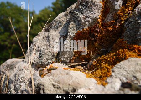 Caloplaca Marina auf Felsen überwuchert Stockfoto