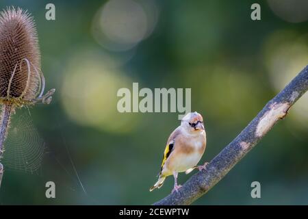 Jungfink (Carduelis carduelis) auf einem Zweig Stockfoto