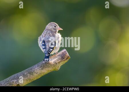 Jungfink (Carduelis carduelis) auf einem Zweig Stockfoto