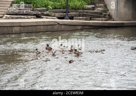 Gruppe von Stockenten, die im seichten DuPage River Wasser in Naperville, Illinois watet Stockfoto