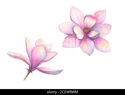 Aquarell schöne Magnolienblumen auf weißem Hintergrund isoliert gesetzt. Aquarell handgezeichnet Frühling elegante botanische Illustration. Für Einladung, Stockfoto