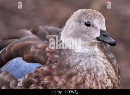 Abessinier Blauflügel Gans (Cyanochen Cyanoptera) Stockfoto