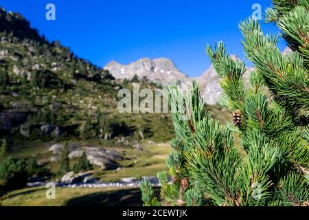 Bergkiefer aus nächster Nähe in europäischen mediterranen Wald in den hohen Pyrenäen Gebirgskette, Frankreich, Europa Stockfoto