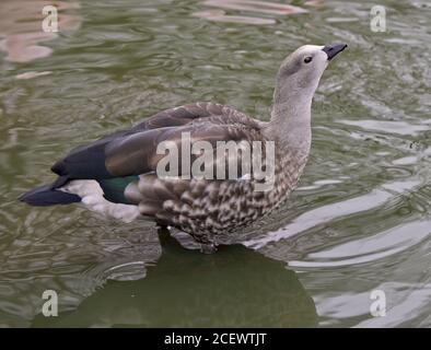 Abessinier Blauflügel Gans (Cyanochen Cyanoptera) Stockfoto