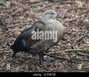 Abessinier Blauflügel Gans (Cyanochen Cyanoptera) Stockfoto