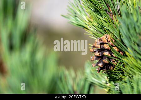 Bergkiefer aus nächster Nähe in europäischen mediterranen Wald in den hohen Pyrenäen Gebirgskette, Frankreich, Europa Stockfoto