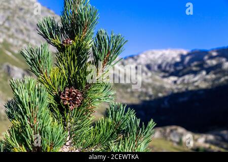 Bergkiefer aus nächster Nähe in europäischen mediterranen Wald in den hohen Pyrenäen Gebirgskette, Frankreich, Europa Stockfoto