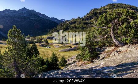 Bergkiefer aus nächster Nähe in europäischen mediterranen Wald in den hohen Pyrenäen Gebirgskette, Frankreich, Europa Stockfoto