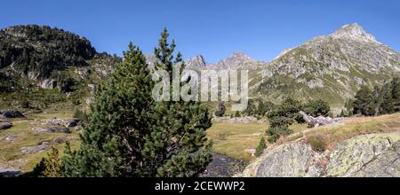 Bergkiefer aus nächster Nähe in europäischen mediterranen Wald in den hohen Pyrenäen Gebirgskette, Frankreich, Europa Stockfoto