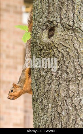 Eichhörnchen klettern Baumstamm auf dem Kopf in Naperville, Illinois Stockfoto