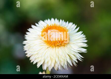 Die weiße Blume eines Helichrysum ewige Blume Schweizer Riesen Mix (Xerochrysum bracteatum Schweizer Riese mix) Stockfoto