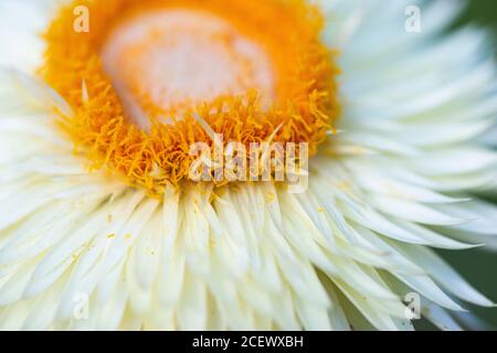 Die weiße Blume eines Helichrysum ewige Blume Schweizer Riesen Mix (Xerochrysum bracteatum Schweizer Riese mix) Stockfoto