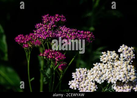 Die Blüten einer Schafgarbe „Cerise Queen“ (Achillea millefolium „Cerise Queen“) Stockfoto