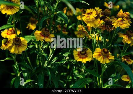 Herbstniesweed (Helenium autumnale) Stockfoto