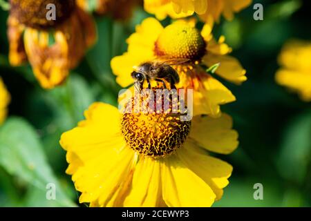 Eine Honigbiene (APIs mellifera) auf der Blüte eines Herbstniesweeds (Helenium autumnale) Stockfoto