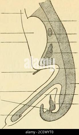 . Ein amerikanisches Textbuch der Geburtshilfe. Für Praktiker und Studenten. Zöliakie-Achse.Pankreas. Gallengang. Cecum Superior mesen - kleine Arteria interica. Testin. Mesenterie. , j. Anus. Arteria mesenterica inferior. Zäkum. Rektum... Mesogastrium. Milz. Größere Curva-ture.Pankreas. Duodenum. Hintere Körperwand. Dickdarm. Rektum. Vitellinkanal. Abb. 102. – Darmkanal des menschlichen Embryos von sechs Wochen (Toldt). Abb. 103. – Verdauungstrakt des menschlichen Embryos der sechsten Woche (Toldt): Anordnung des Primitiveviszeralen Peritoneums. Das erweiterte geschlossene Ende des Tubus bildet die Kloake, die gemeinsame Gefässstelle Stockfoto