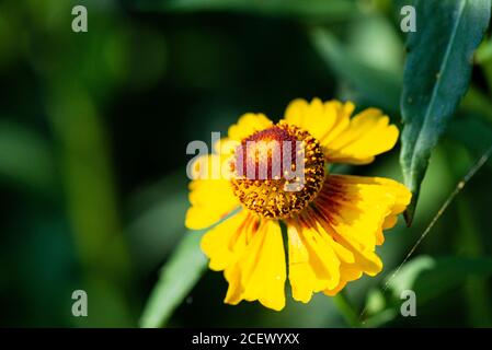 Die Blüte eines gewöhnlichen Nasenweeds (Helenium autumnale) Stockfoto