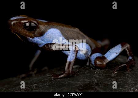 Harlekin-Giftpfeilfrosch (Oophaga histrionica) Stockfoto