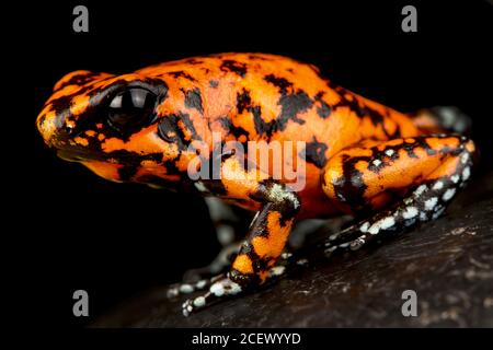 Harlekin-Giftpfeilfrosch (Oophaga histrionica) Stockfoto