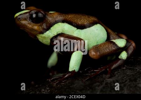 Harlekin-Giftpfeilfrosch (Oophaga histrionica) Stockfoto