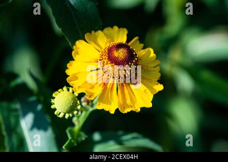 Die Blüte eines gewöhnlichen Nasenweeds (Helenium autumnale) Stockfoto