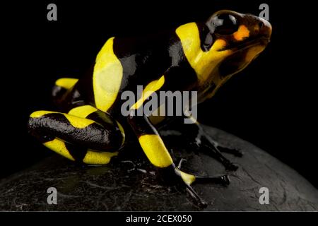 Harlekin-Giftpfeilfrosch (Oophaga histrionica) Stockfoto