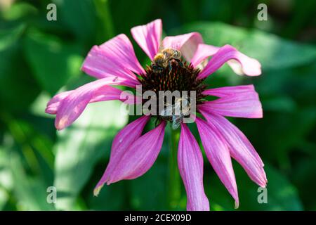 westliche Honigbienen (APIs mellifera) Auf der Blume einer Koneblume 'Purple Emperor' (Echinacea 'Purple Emperor') Stockfoto