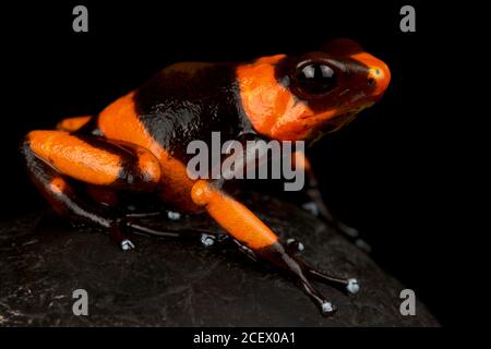 Harlekin-Giftpfeilfrosch (Oophaga histrionica) Stockfoto