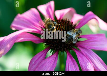 westliche Honigbienen (APIs mellifera) Auf der Blume einer Koneblume 'Purple Emperor' (Echinacea 'Purple Emperor') Stockfoto