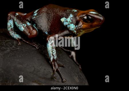 Harlekin-Giftpfeilfrosch (Oophaga histrionica) Stockfoto