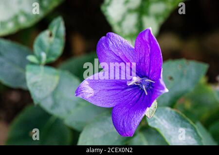 Eine Ballonblume (Platycodon grandiflorus) Stockfoto