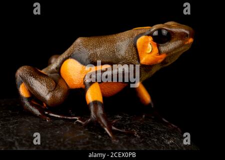 Harlekin-Giftpfeilfrosch (Oophaga histrionica) Stockfoto