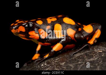 Harlekin-Giftpfeilfrosch (Oophaga histrionica) Stockfoto