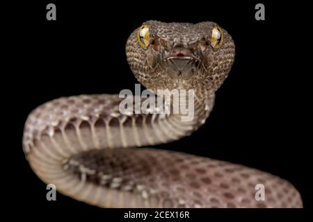 Mangrovenpitviper (Trimeresurus purpureomaculatus) Stockfoto