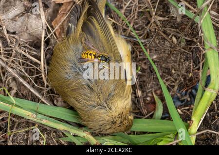 Gewöhnliche Wespe (Vespula vulgaris, Gelbjacke, gelbe Jacke), die versucht, Fleisch von einem toten Vogel zu sammeln, Großbritannien Stockfoto