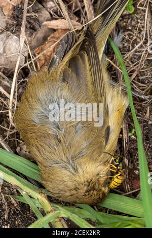 Gewöhnliche Wespe (Vespula vulgaris, Gelbjacke, gelbe Jacke), die versucht, Fleisch von einem toten Vogel zu sammeln, Großbritannien Stockfoto