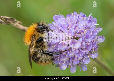 Carder Biene (Bombus pascuorum), eine Hummelart, die auf einer scheußlichen Wildblume nectaring, Großbritannien, august Stockfoto