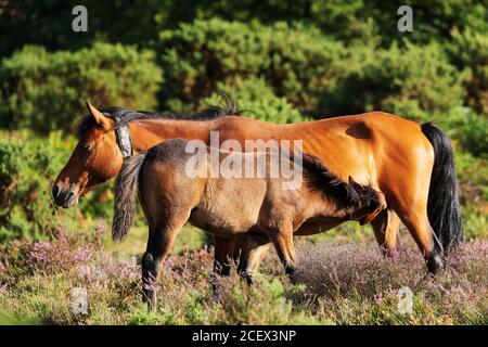 Eine New Forest Pony Stute säugt ihr Fohlen Stockfoto